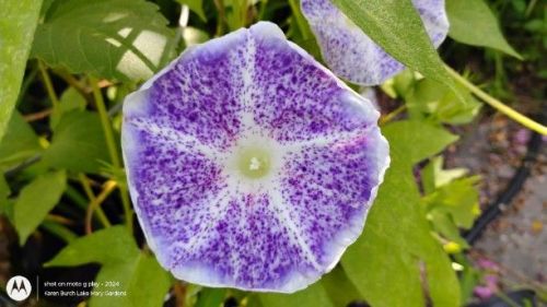 Japanese Morning Glory purple speckled 