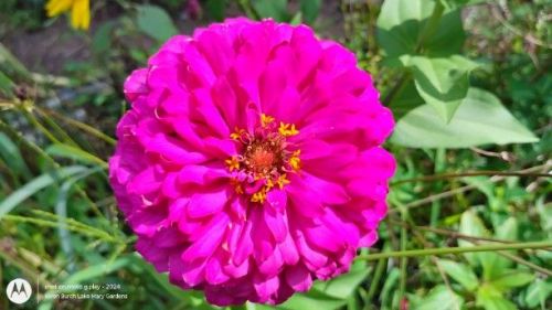Bright Magenta Zinnia