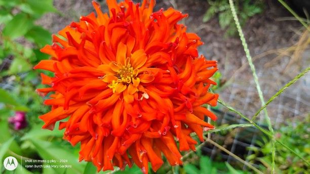 Bright Tangerine Orange Cactus Zinnia