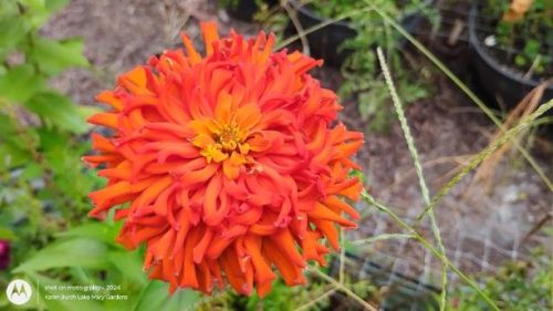 Bright Orange Cactus Zinnia