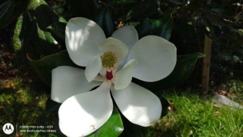 Magnolia Bloom