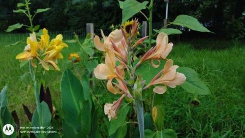 Light peach canna lily seedling