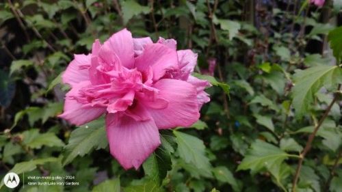 Double Purple Rose of Sharon