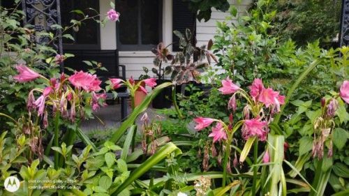 Crinum 'Ellen Bosanquet'