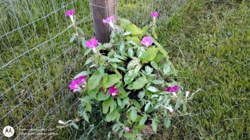 Japanese Morning Glory pink dwarf
