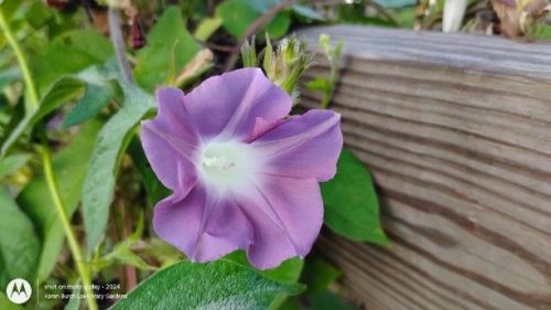 Canna Lilies, Daylilies and Japanese Morning Glories – Lake Mary
